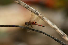 Image of Keyhole Glider