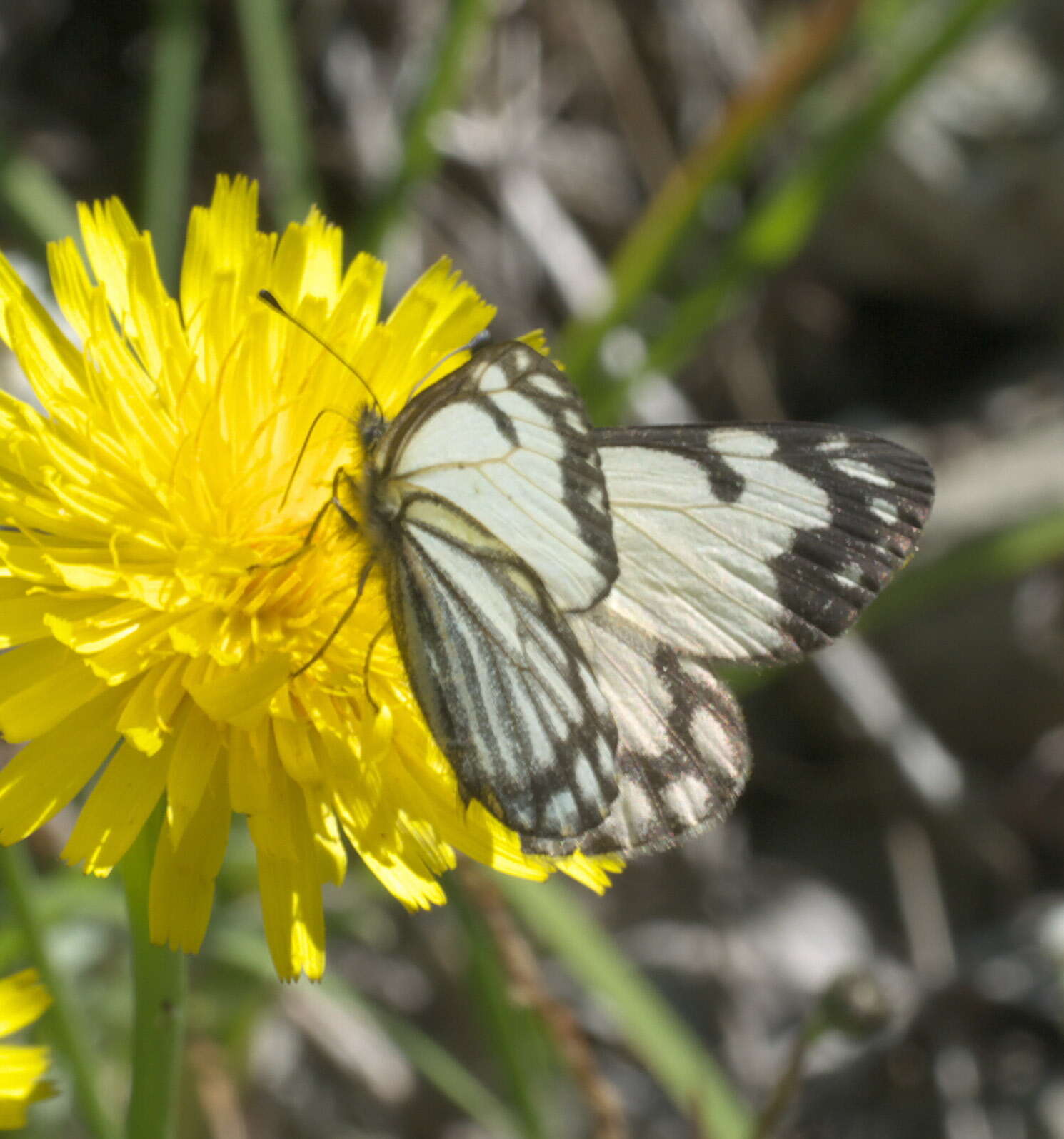 Image of Pine White