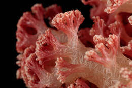 Image of Twotone soft coral