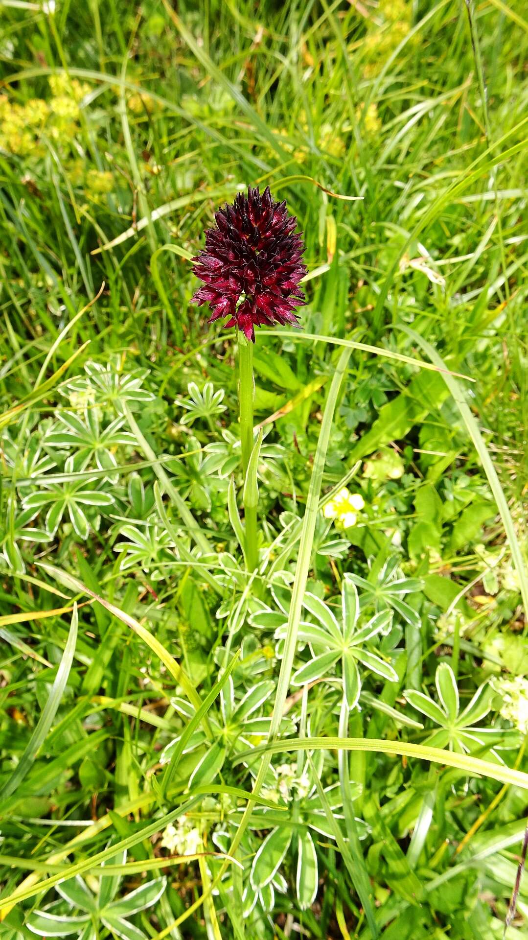 صورة Gymnadenia rhellicani (Teppner & E. Klein) Teppner & E. Klein