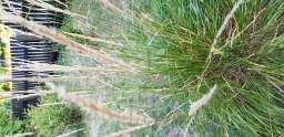 Слика од Festuca pallens Host