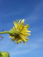 Image of marsh sow-thistle