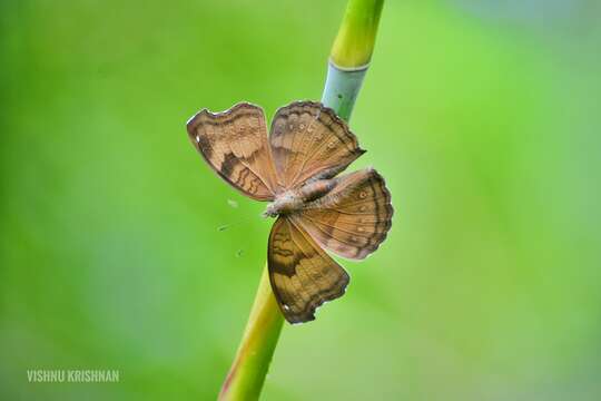 Image of chocolate pansy