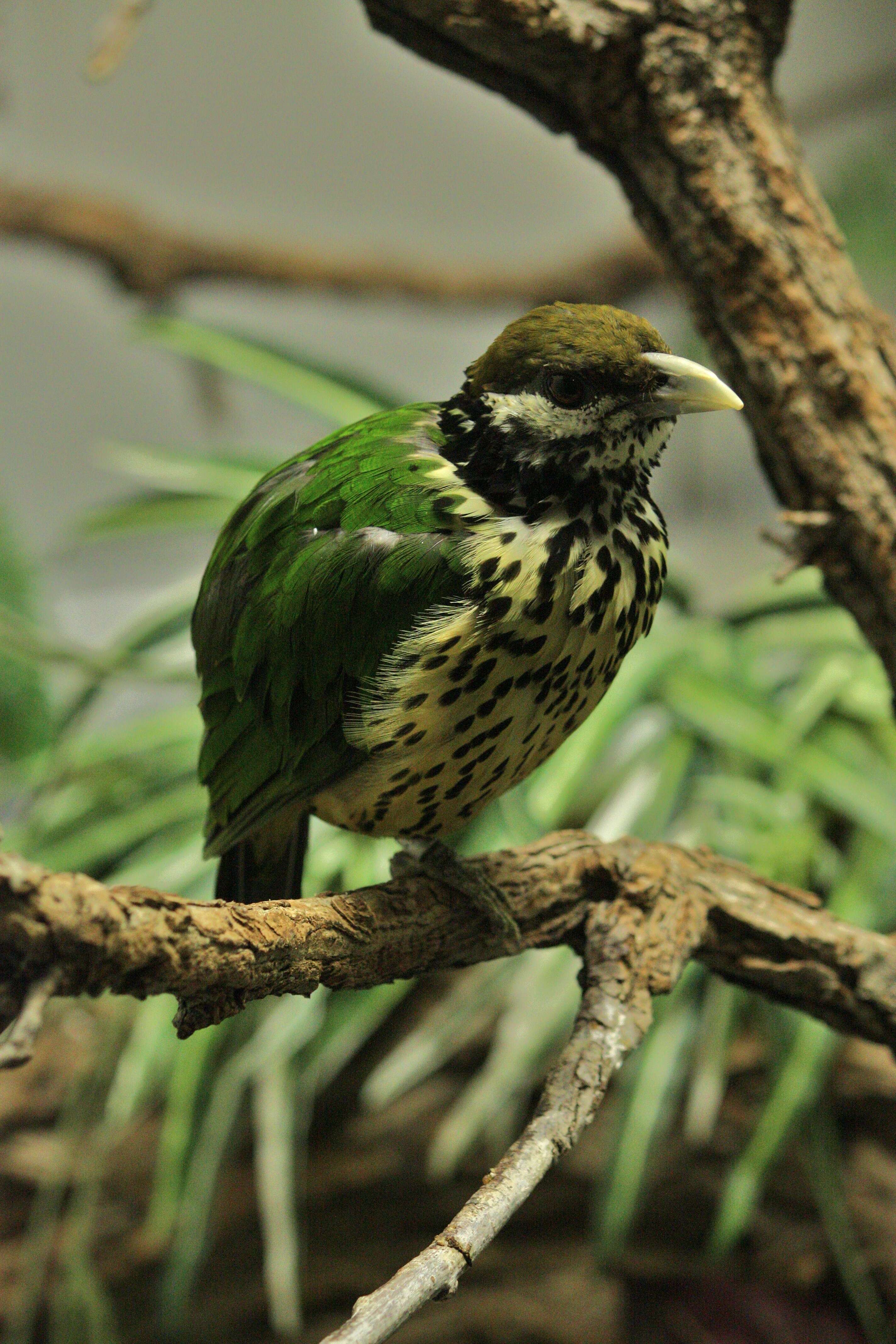 Image of White-eared Catbird