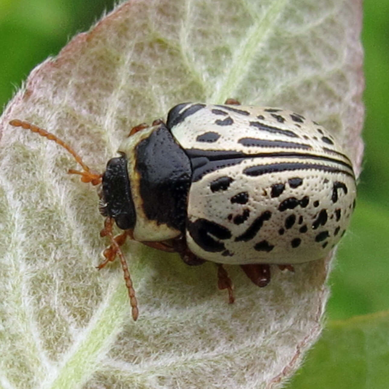 Image of Common Willow Calligrapha