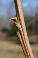 Image of Carya illinoinensis