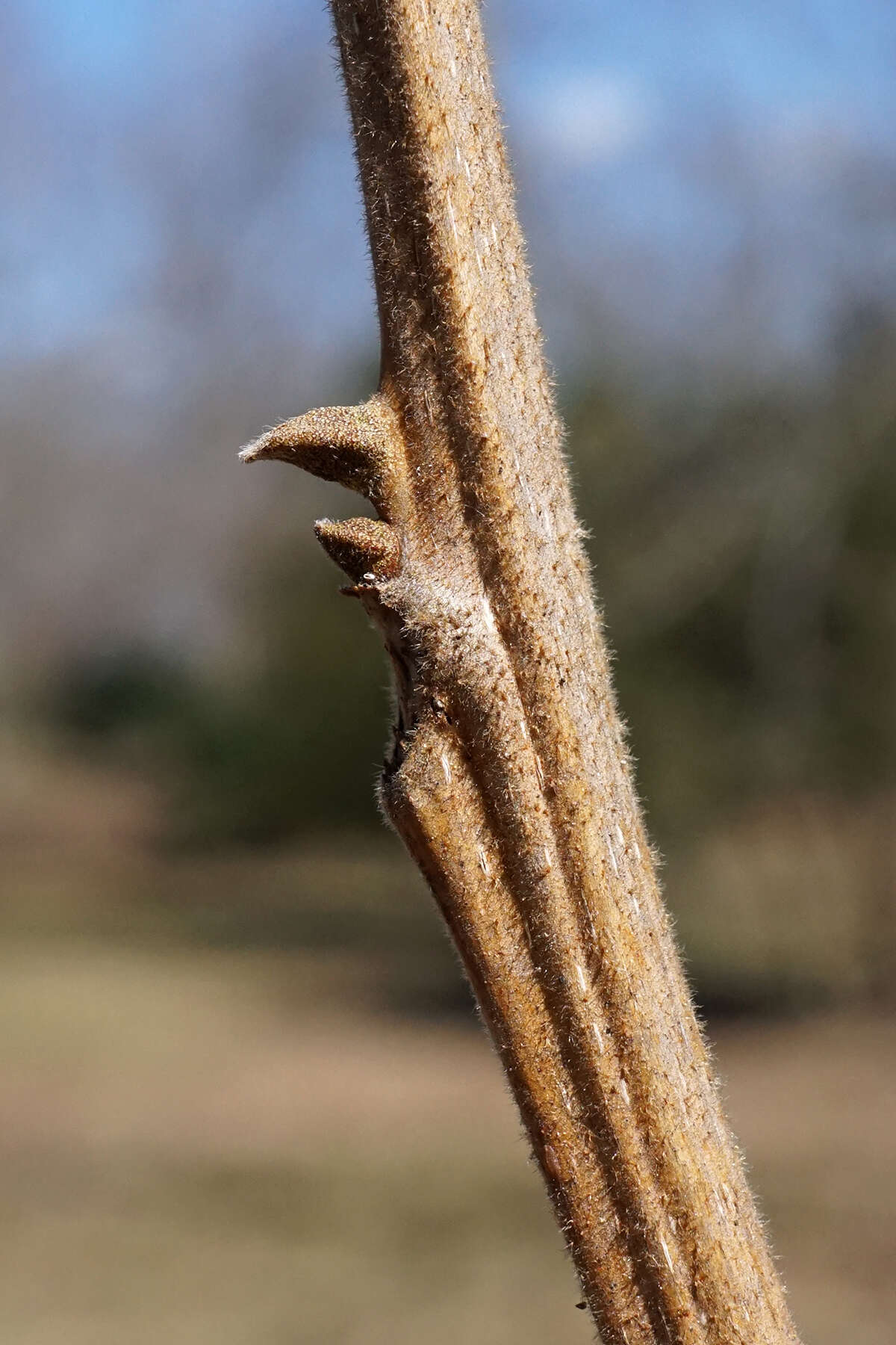 Image of Carya illinoinensis