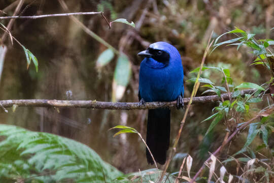 Image of White-collared Jay