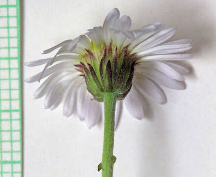 Image of Indian Canyon fleabane