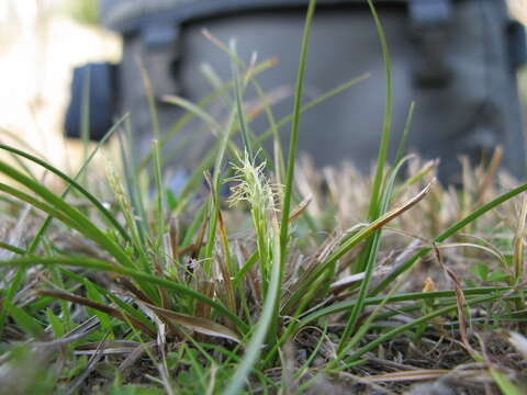 Image of Asian shortstem sedge