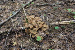 Image of Polyporus umbellatus (Pers.) Fr. 1821