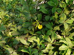 Image of bush allamanda