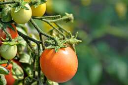 Image of tomato