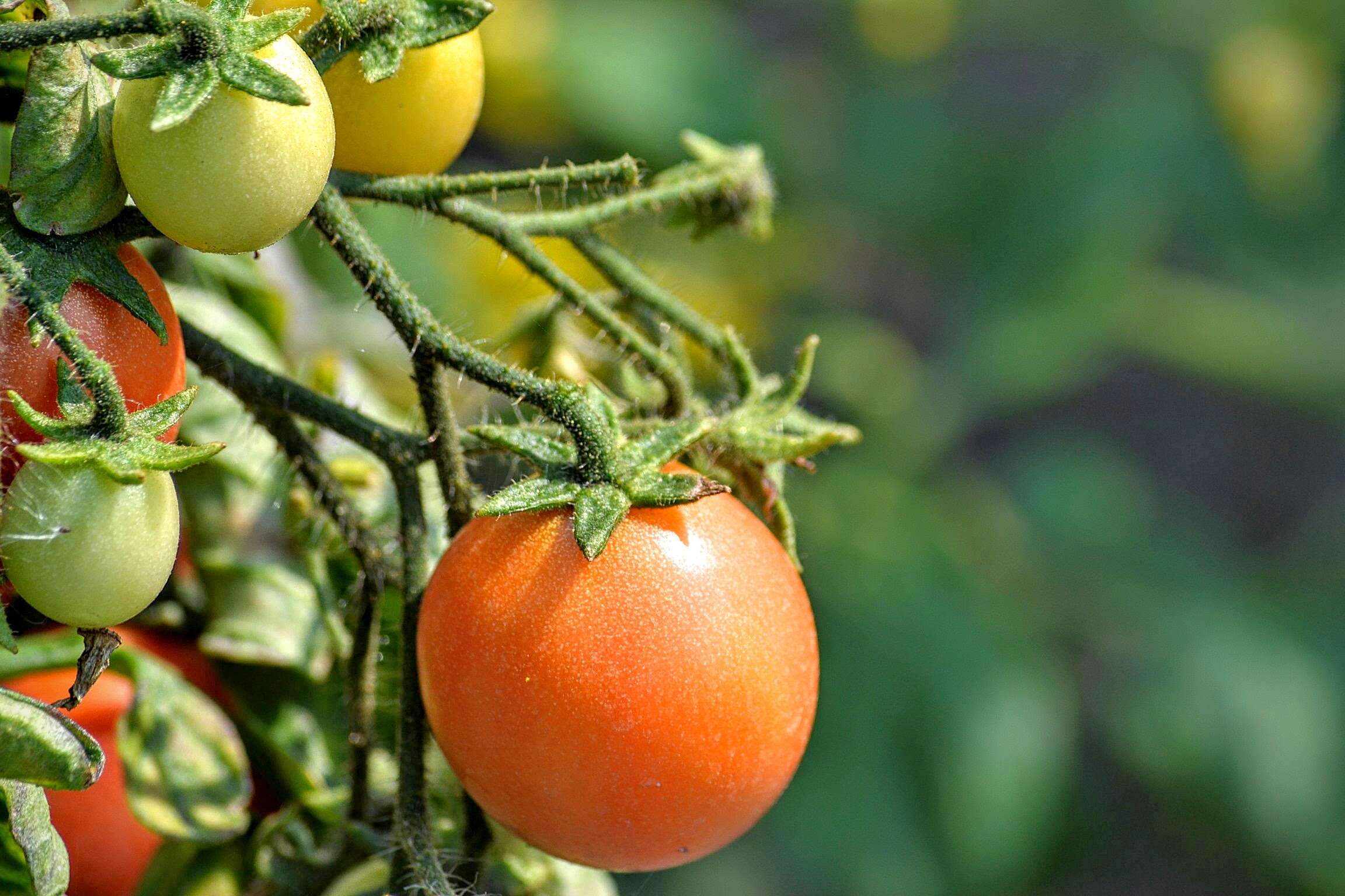 Image of tomato