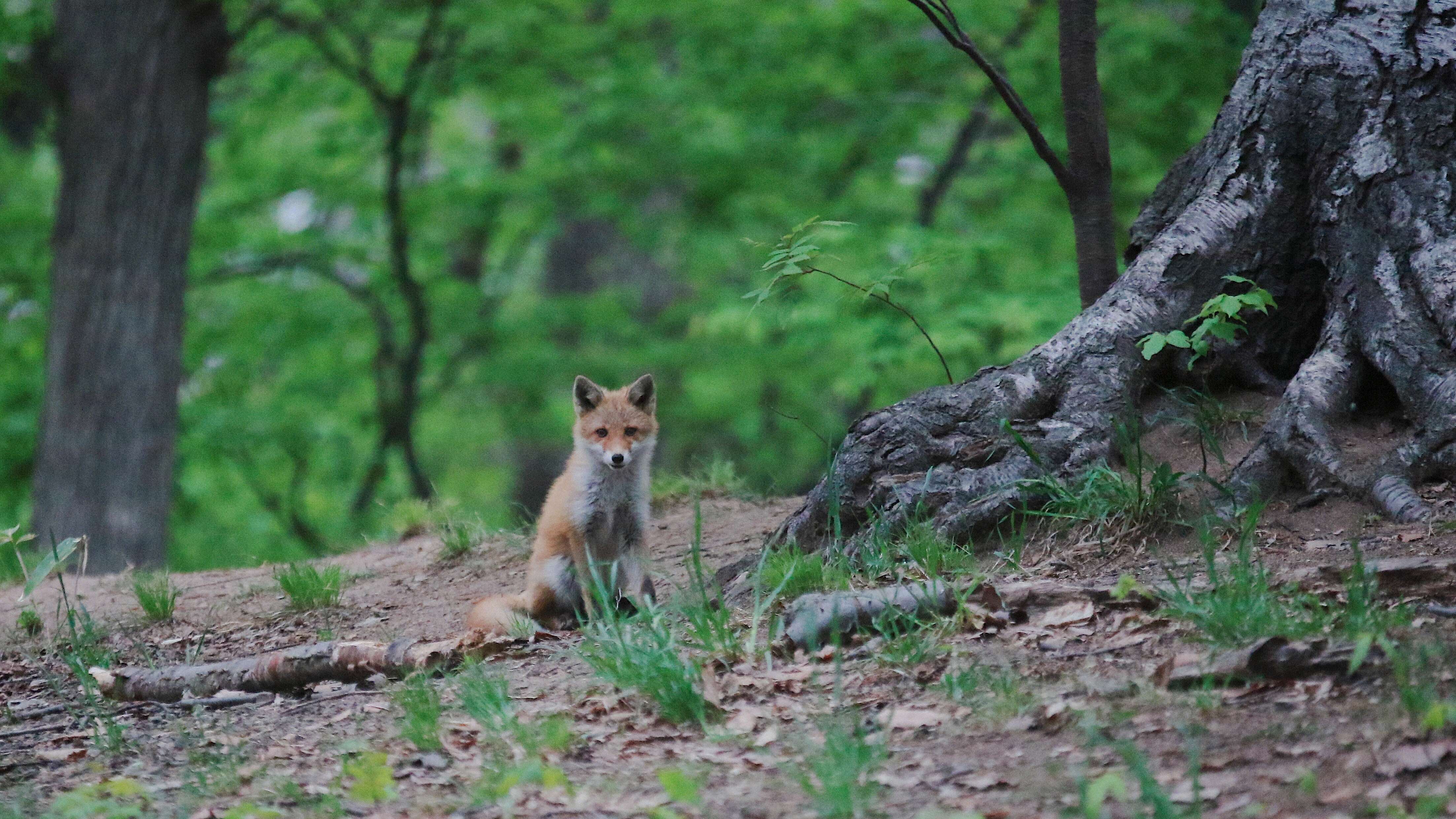 Vulpes vulpes schrencki Kishida 1924 resmi