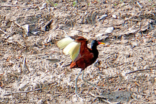 Image of Wattled Jacana