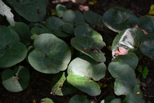 Image of European wild ginger