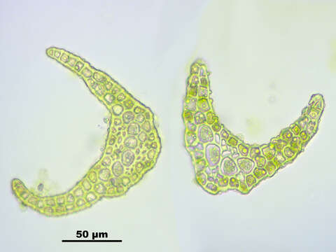 Image of dicranum moss