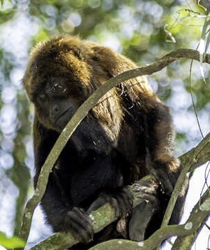 Image of Brown Howler Monkey