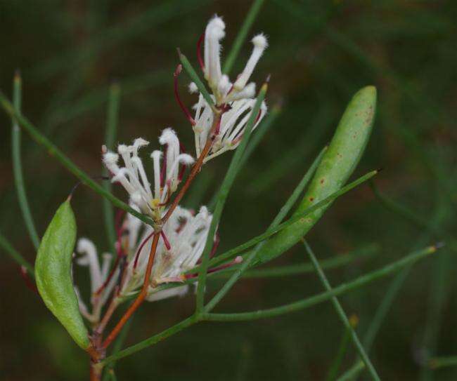 Image de Hakea trifurcata (Sm.) R. Br.