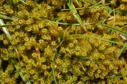 Image of square goose neck moss