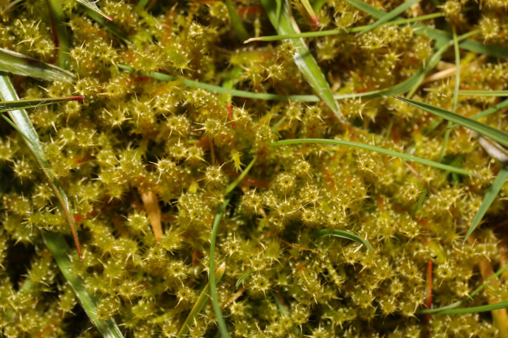 Image of square goose neck moss