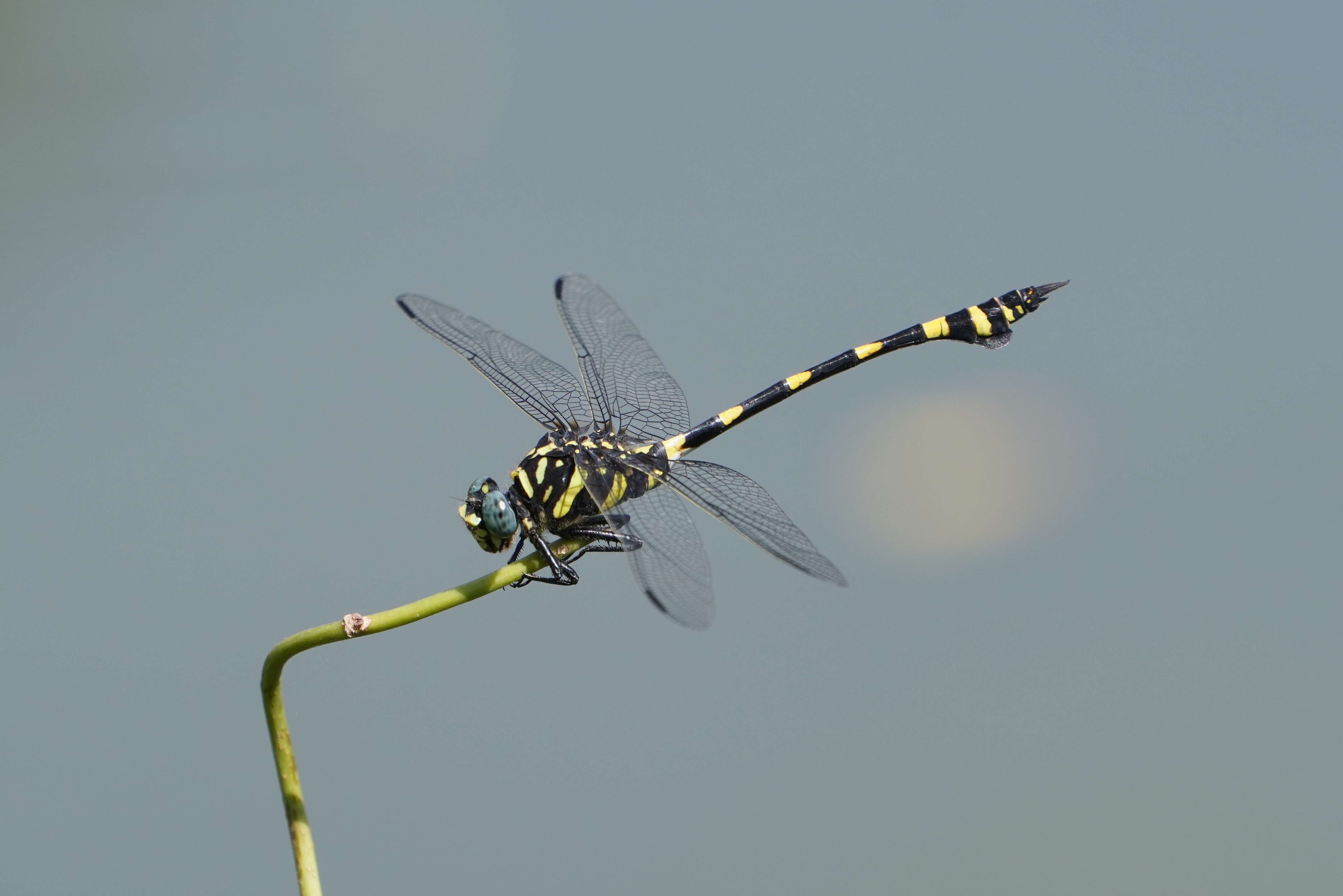 صورة Ictinogomphus rapax (Rambur 1842)