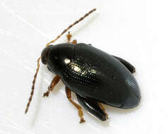 Image of Cabbage-stem flea beetle