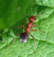 Слика од Formica obscuripes Forel 1886