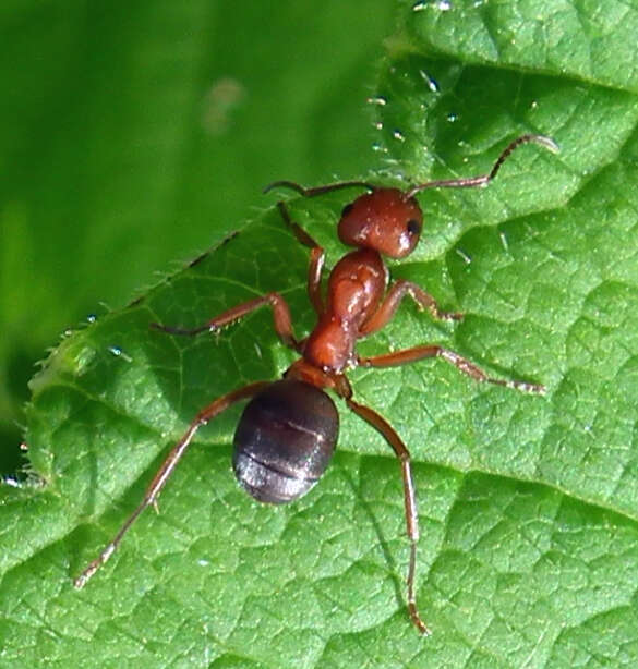 Слика од Formica obscuripes Forel 1886