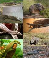 Image of monitor lizards