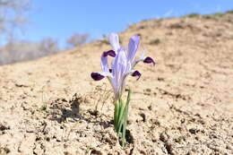 Image of Kolpakowski's Iris