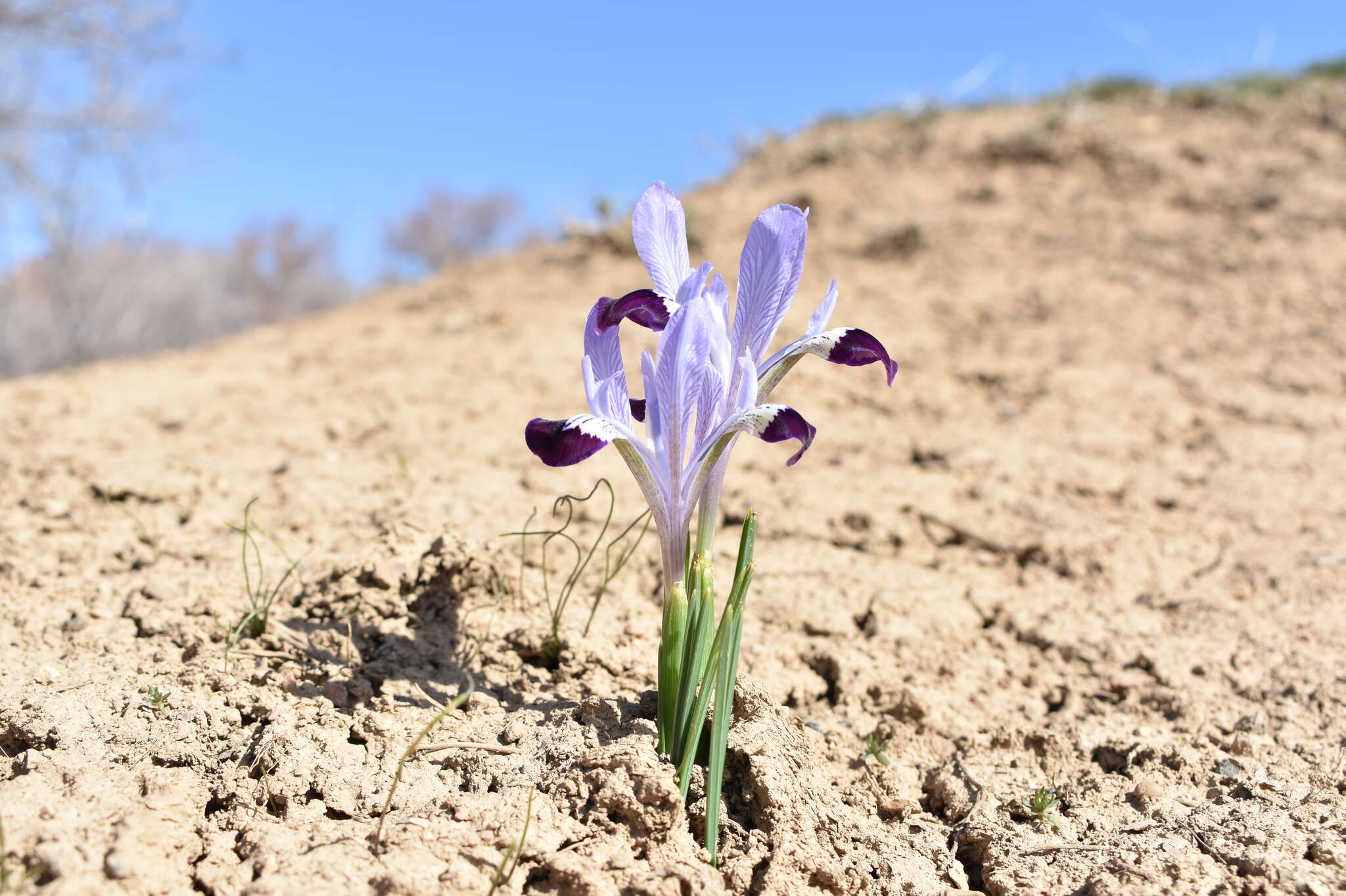 Слика од Iris kolpakowskiana Regel