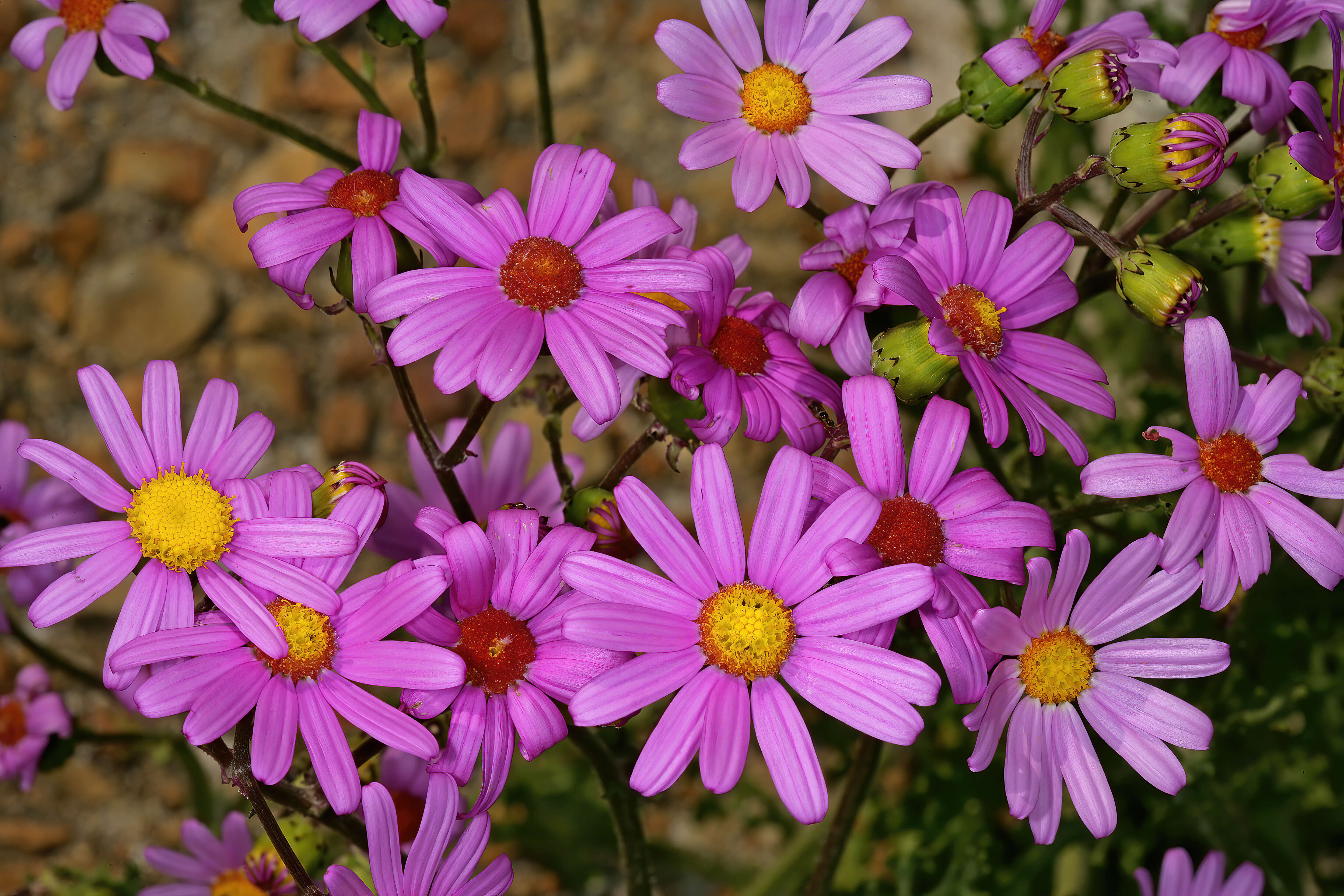 Image of redpurple ragwort