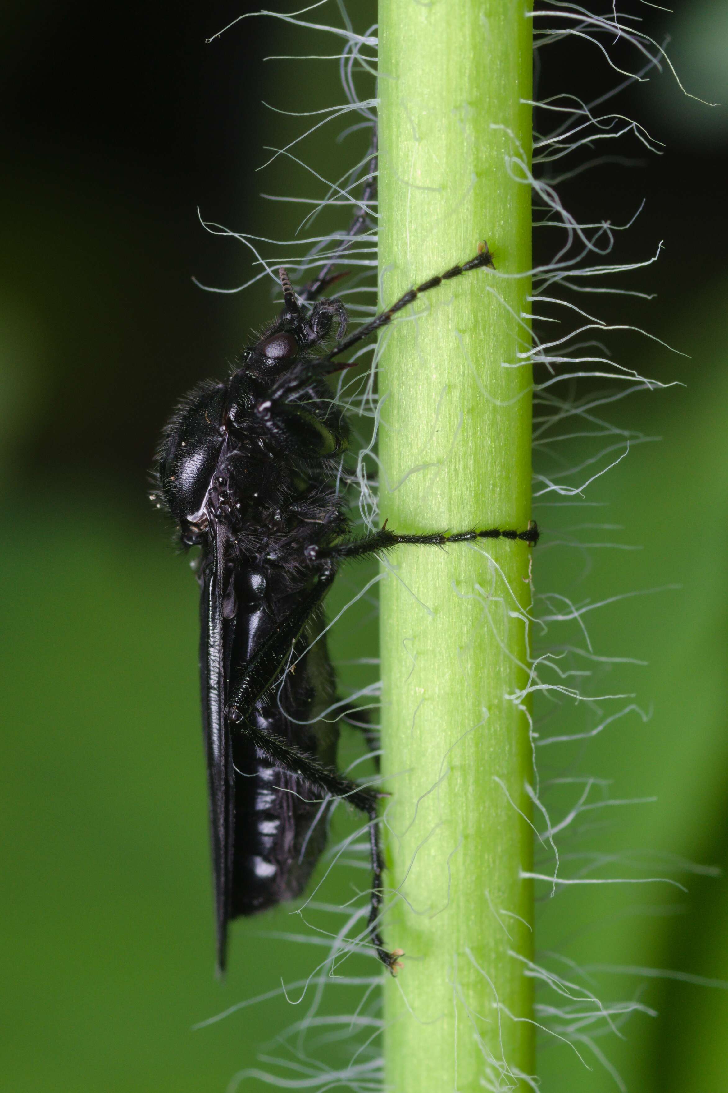 Image of Bibio marci (Linnaeus 1758)