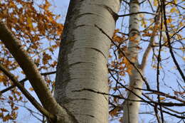 Image of Common Aspen