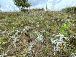 Image of white sagebrush