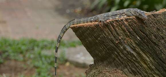 Image of Common Water Monitor