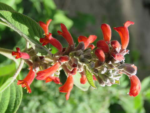 Image of Colquhounia coccinea Wall.