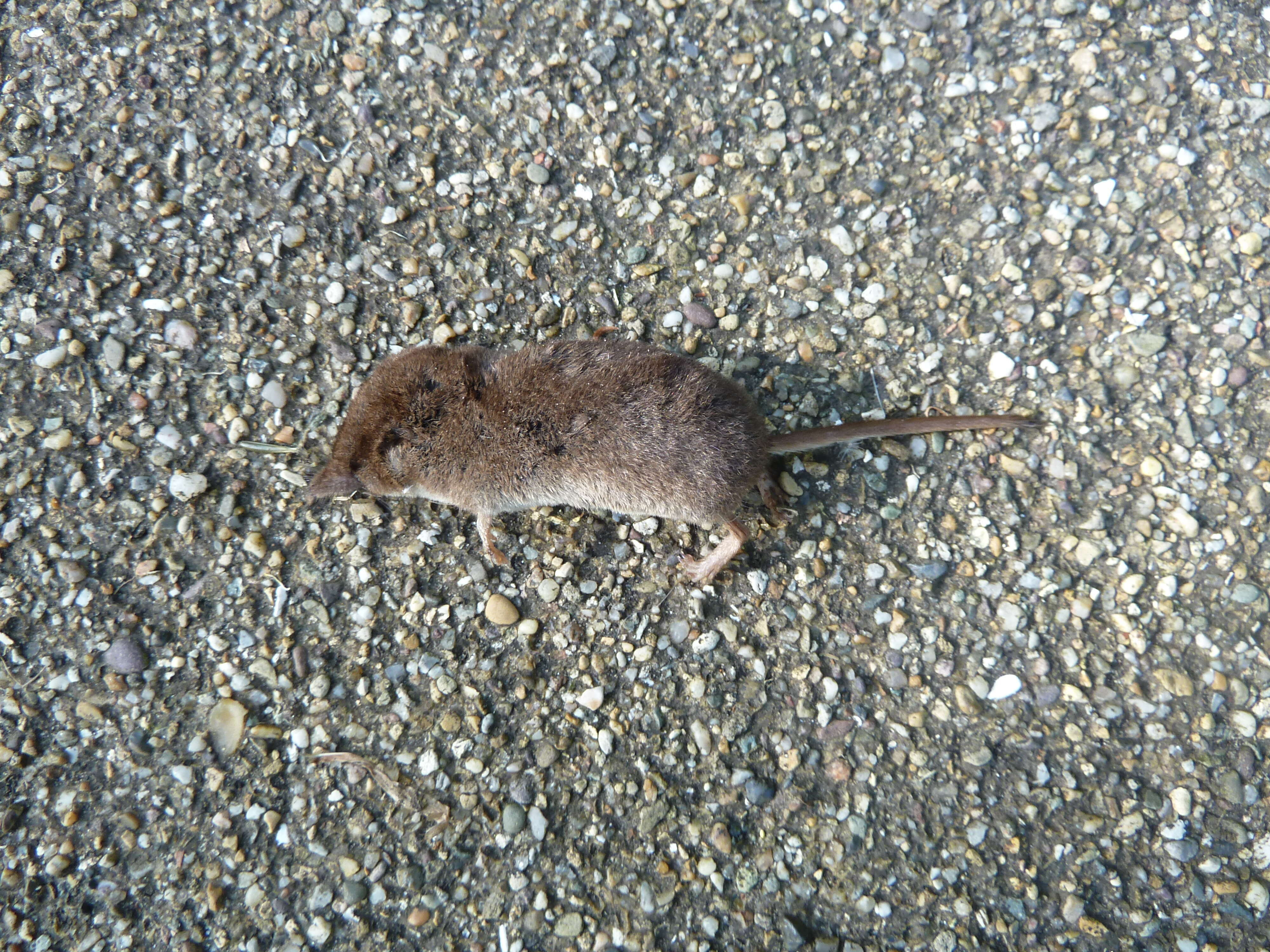 Image of pygmy shrew, lesser shrew