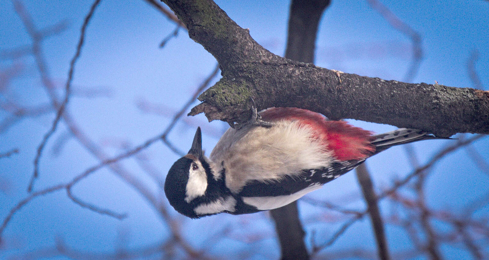 Image of Great Spotted Woodpecker