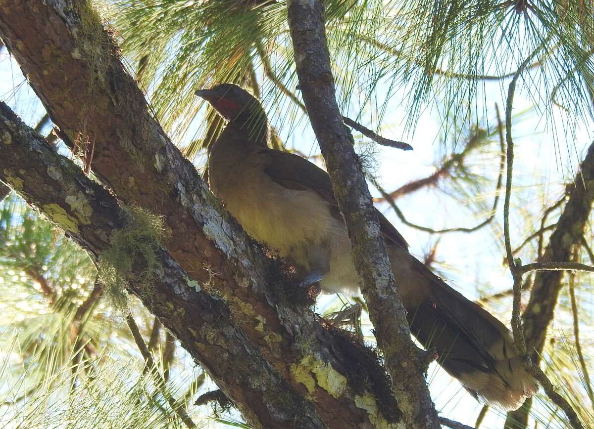 Image de Ortalide à tête grise