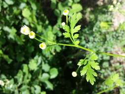 Image of feverfew