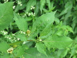 Image of cutleaf groundcherry