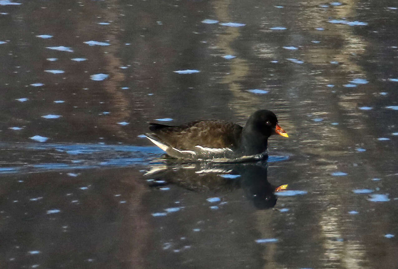 Image of Common Moorhen