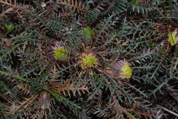 Image of Banksia serratuloides (Meissn.) A. R. Mast & K. R. Thiele