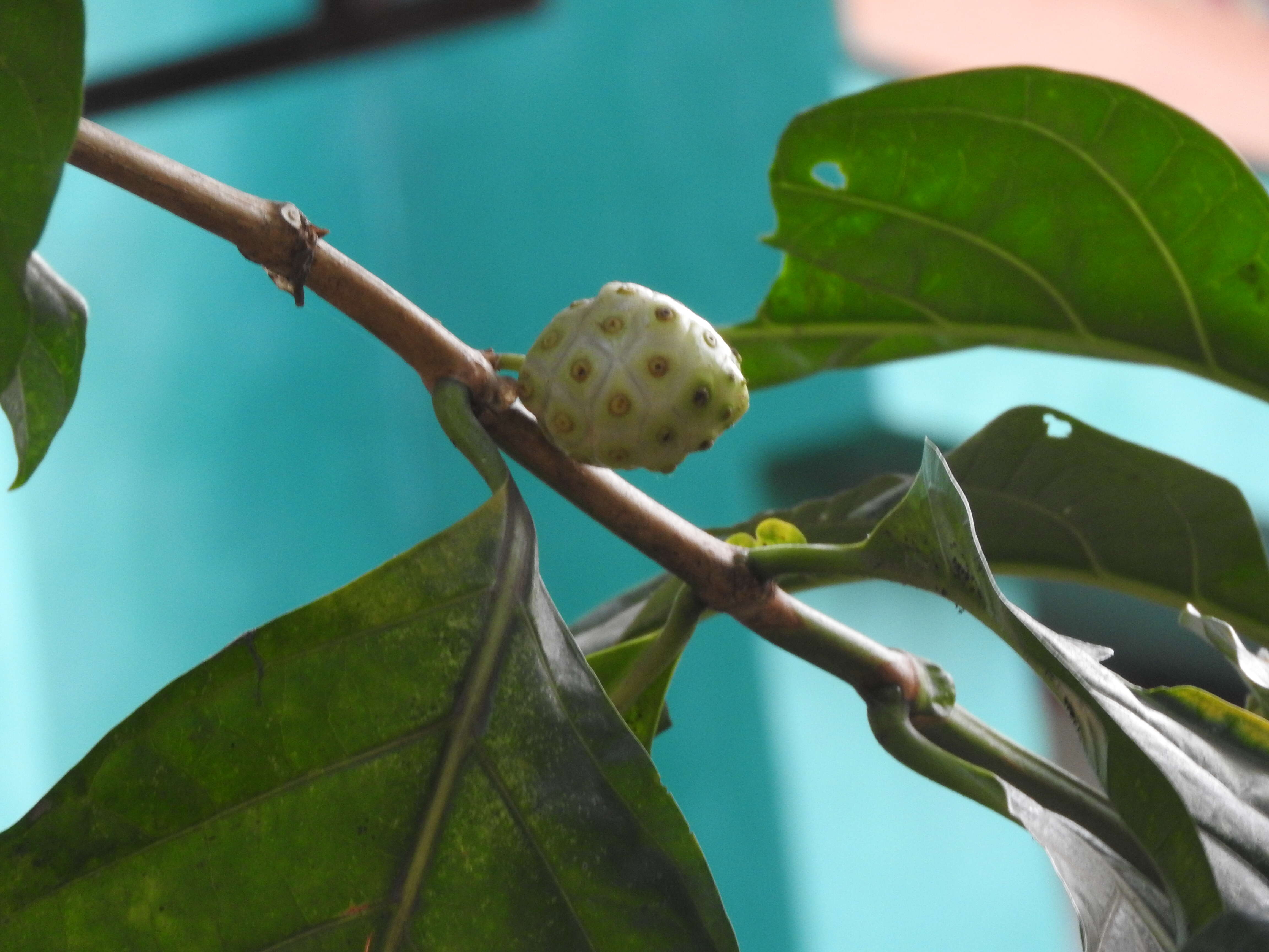 Image of Indian mulberry