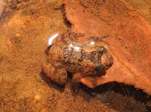 Image of Castle Rock Wrinkled Frog