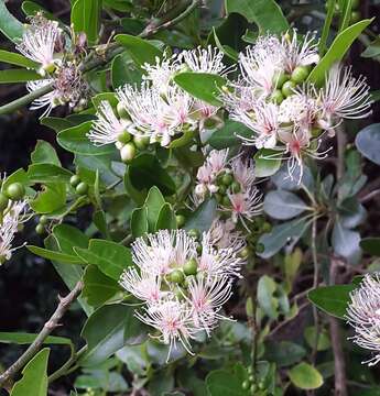 Image de Capparis sepiaria L.