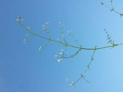 Imagem de Galium palustre L.